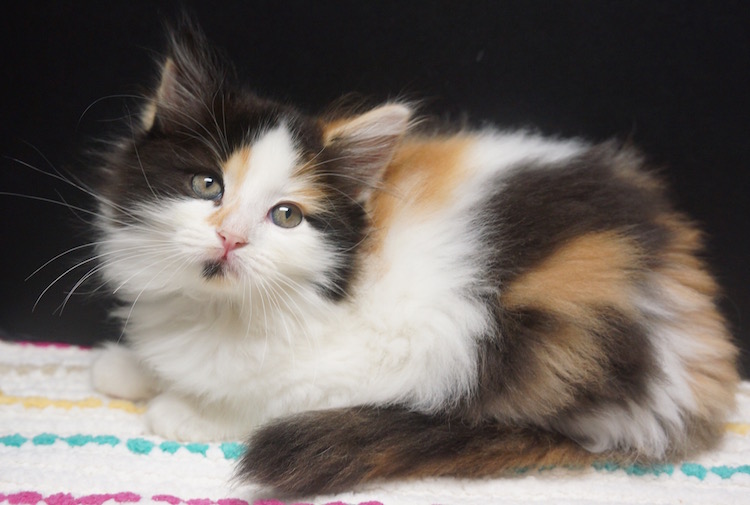 calico rag doll cat